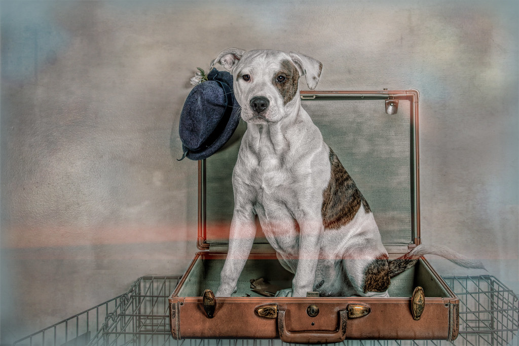 Best Travel Kennel Featured Image