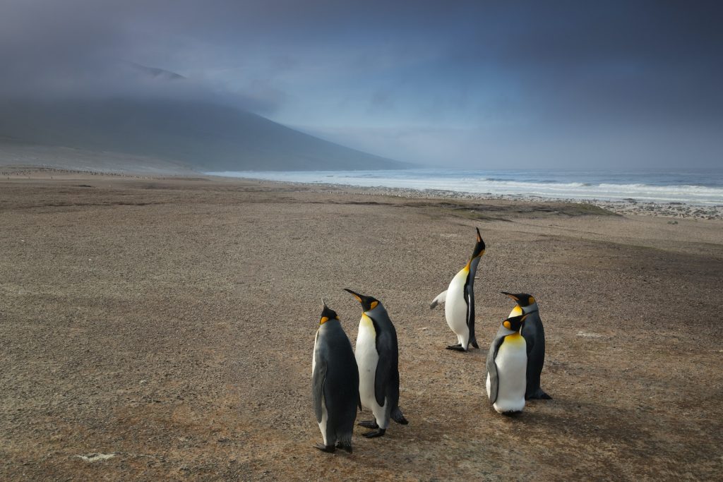 Best Cruise Lines for Antarctica Falkland Islands