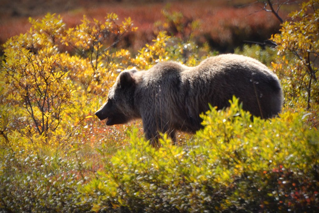 Best Cruise Lines for Alaska wildlife excursions